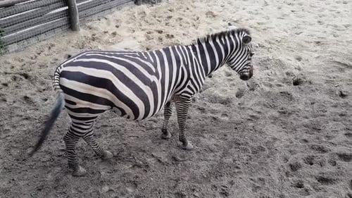 Pregnant Zebra Standing in a Sandy Enclosure