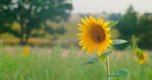 Sunflower Field in a Beautiful Evening Sunset