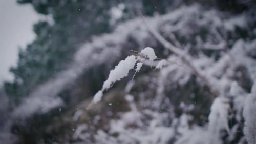 Frozen blade of grass covered with snow, close up