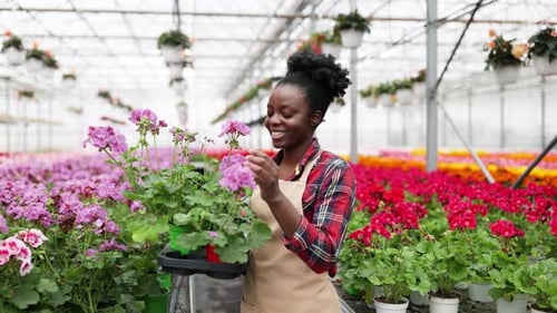 Woman Holding Geraniums in Flower-Filled Greenhouse