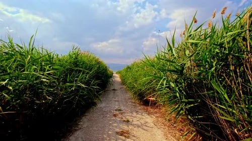 Path Through Green Reeds Under Blue Sky