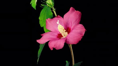 Pink Flower Blooming in Time Lapse on Black