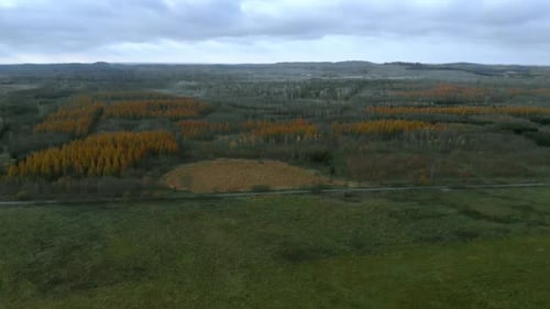 Aerial footage near a forest, beautiful yellow-golden trees grow in groups, autumn colors around the