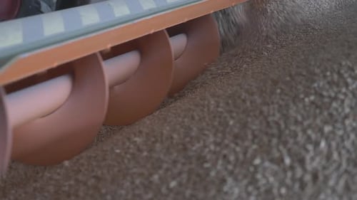 Wheat Grain Moved By Rotating Auger