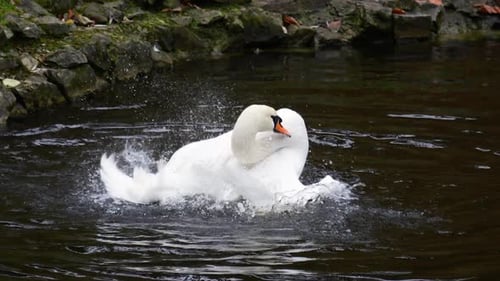 The white swan bathes, washes and cleans its wings and feathers in the water of the pond. Slow