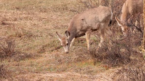 A herd of deer grazing in the Rocky Mountain National Park