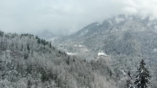 Aerial View of a Snowy Mountain Valley and Forest