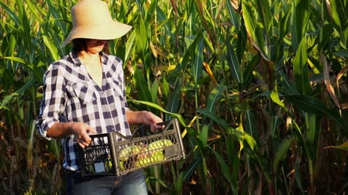 Female Farmer with Plastic Harvest Box Explores Corn Stems While Going at Field Adult Beautiful