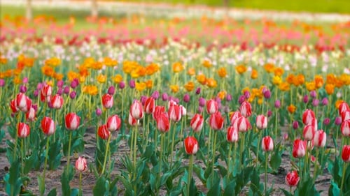 Springtime Flowers Slider Shot Tulip Festival Holland Netherlands Cinematic Film Look 4K Nature