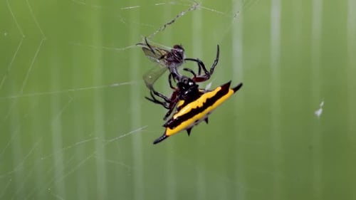 Aranha pega inseto na teia, tecelão de orbes espinhoso
