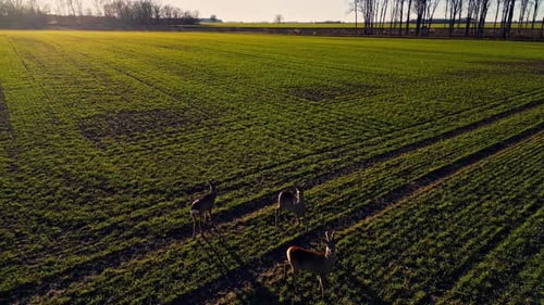 Roe Deers Standing In The Green Meadow At Sunrise. - aerial shot