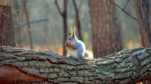 Squirrel Eating on a Fallen Tree Trunk