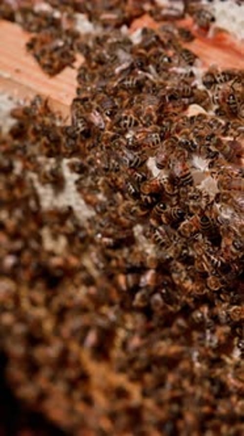Bienen arbeiten mit Waben. Bienenfamilie arbeitet im Bienenhaus an Waben