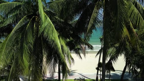 Coconut Palm Trees Up View