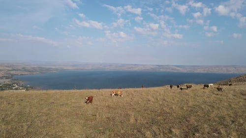 Aerial Panning Shot Of Domestic Cattle Grazing On Mount Arbel, Drone Flying Over Mountain
