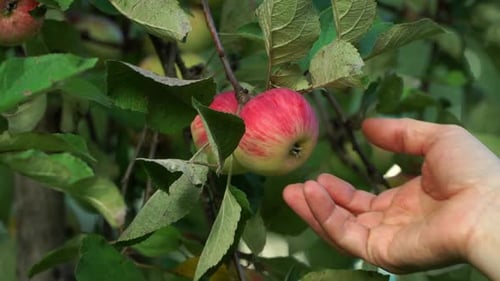 Nahaufnahme von Bauernhänden, die rote reife Äpfel vom Ast im Sommergarten pflücken
