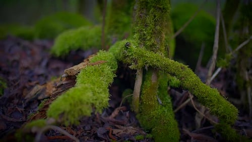 Closeup of a Mosscovered Tree Trunk in a Natural Forest Landscape