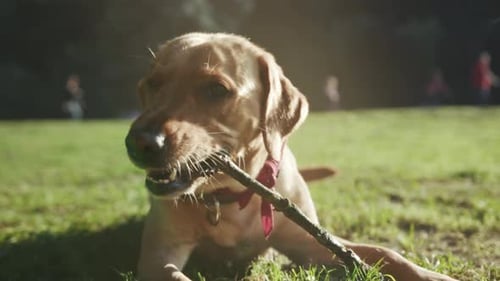 Casual Afternoon Setting Where Relaxed Golden Labrador Chews Stick Amidst Sunlit Grass and Playful
