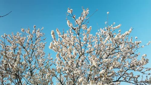 A Sunny Spring Day For The Joy Of Nature