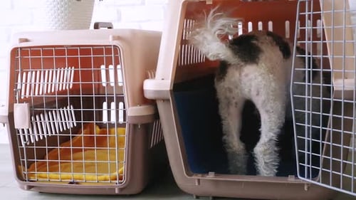 Cute bichon frise dog getting serttled in travel pet carrier, view from behind