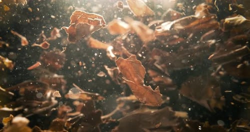 Tea Leaves Slowly Falling into Water with Light