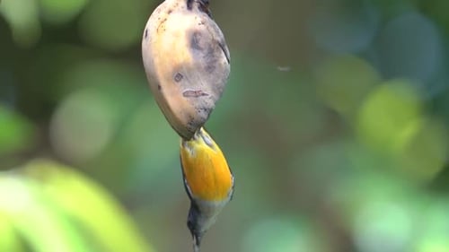 un oiseau mâle à ventre orange mange une banane