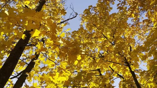Golden Maple Leaves on Tree Branches Gently Swaying in the Wind at Sunny Day Lush Autumn Yellow
