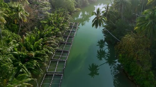 Tropical River Surrounded by Lush Vegetation