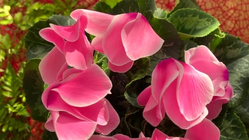 Fleur rose, rotative