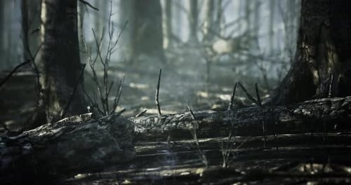 Sunlight Filters Through the Dense Trees in a Misty Forest