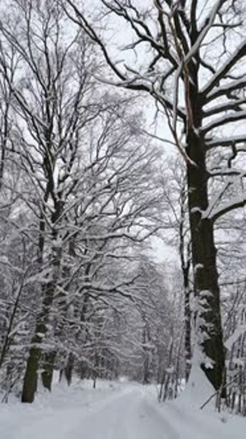 Smooth Flight Over a Snowcovered Road in a Winter Forest