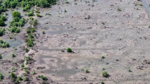 Aerial View of Mangrove Reforestation Project in Tropical Climate