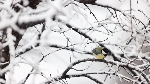 The Great Tit is Sitting on the Branch in Winter