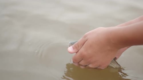 Kinderhände halten einen Fisch in ihren Handflächen und senken ihn langsam ins Wasser