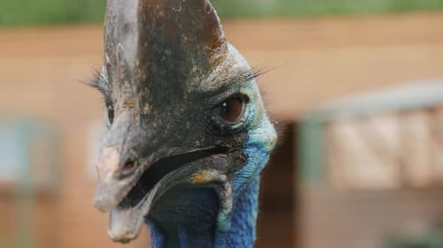 Portrait of an Exotic Flightless Cassowary Bird