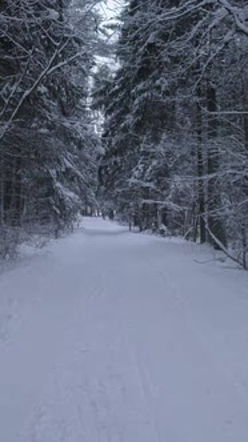 Wide Snow Avenue Through Dense Firs Gentle Tracks Suggest Recent Walkers Or Skiers Soft Diffused