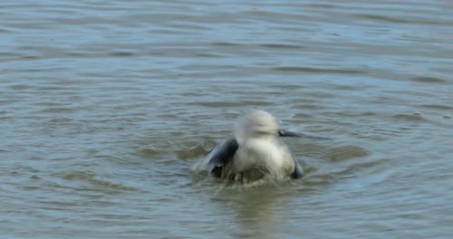 Grooming Black-winged stilt (Himantopus himantopus), Camargue, France
