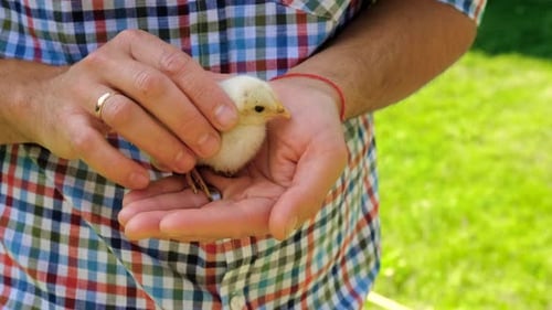 Man Cradles Baby Chick in his Hands