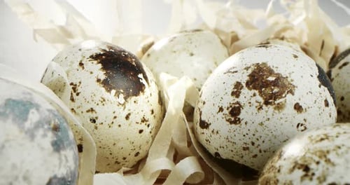 Close Up of Quail Eggs Nestled Together
