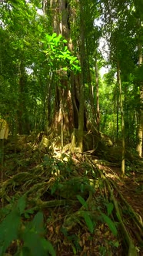 Vol tranquille en Drone FPV à travers une forêt tropicale luxuriante avec un arbre séculaire en Thaïlande