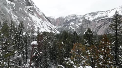 Aerial drone footage flying through treetops in Yosemite Valley in winter, surrounded by snowy grani