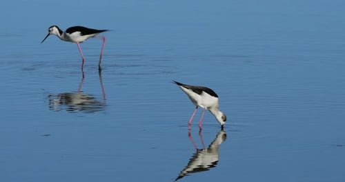 Stelzenläufer (Himantopus himantopus), Camargue, Frankreich