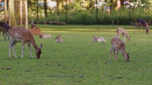 grazing deers in the park