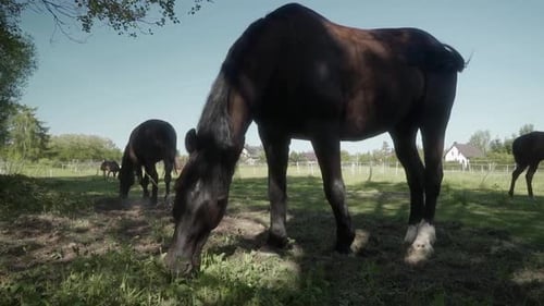 Dark Brown Horses Graze in Sunny Rural Pasture
