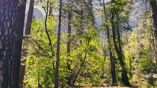 Traveling by car. View from the car window of the forest in the California National Park