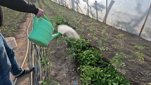 Using a Watering Can to Water Seedling Peppers in the Greenhouse Garden