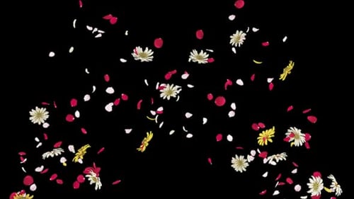 Romantic Falling Flower Petals and Blossoms Overlay