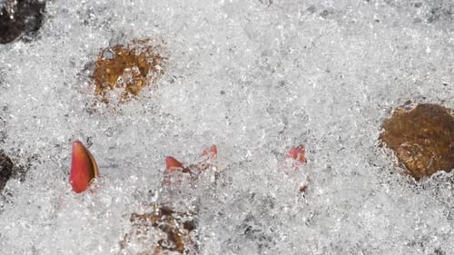 Timelapse of Snow Melting in the Garden