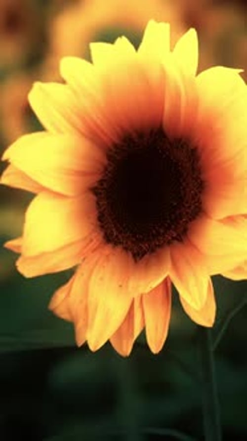 Sunset Landscape at Sunflower Field