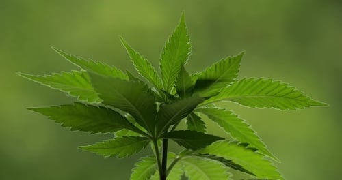 Marihuana (Cannabis sativa). Einzelheiten zu Cannabisblättern.
